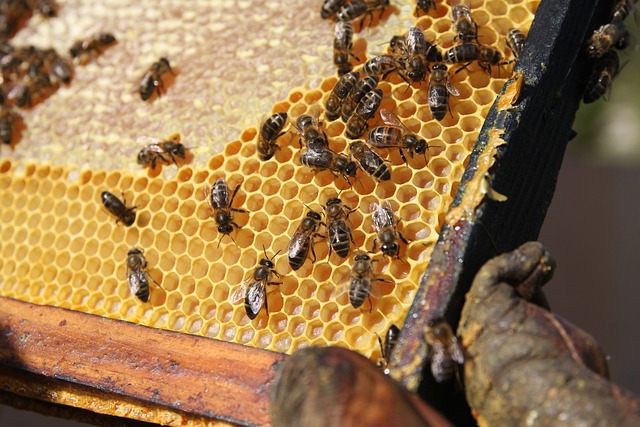 A méhpempő 10 előnye