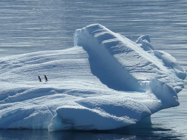 Érdekes tudományos tények - pingvinek a Déli-sark egyik úszó jégtábláján